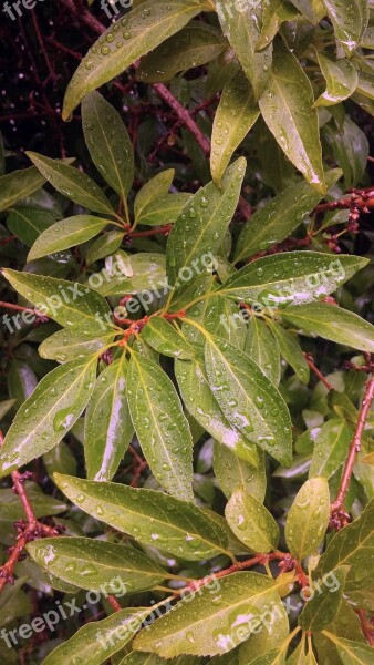 Bush Leaves Wet Rain Drops Shrub