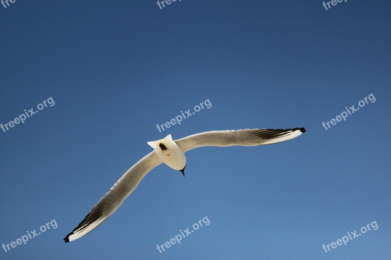 Seagull Sky Bird Blue Flying