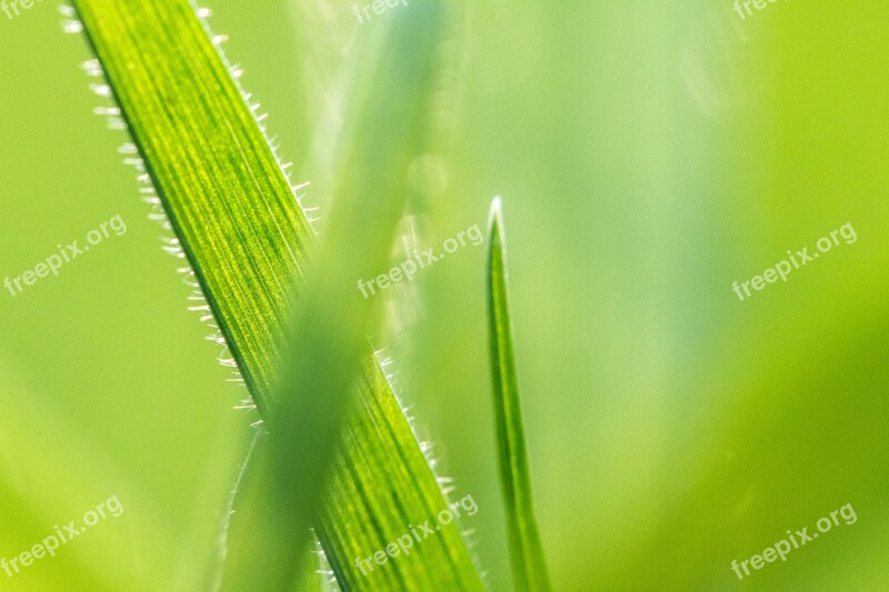 Grass Meadow Green Blade Of Grass Grasses