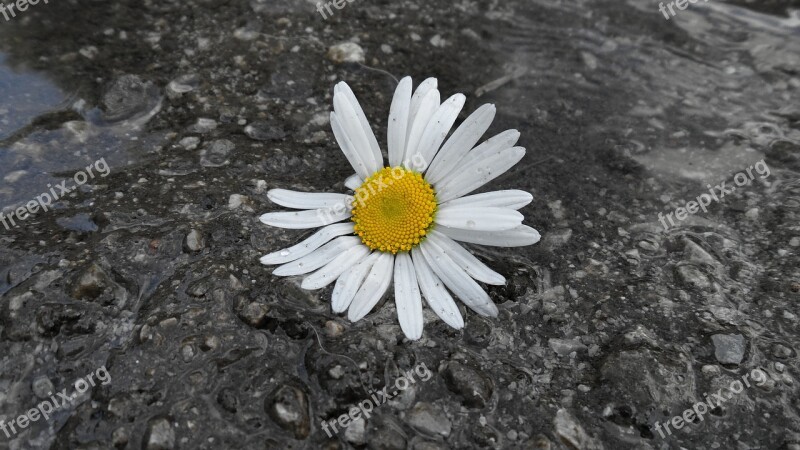 Daisy Flower Bílá Free Photos