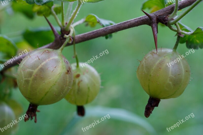 Gooseberry Vitamin Tasty Berry Green