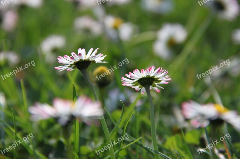 Daisy Meadow Spring Flower Meadow Green