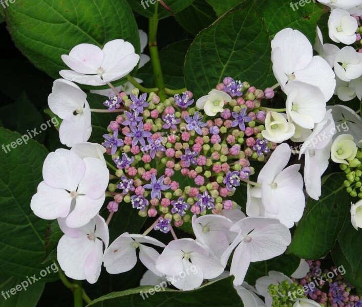 Blossom Bloom Hydrangea Close Up White