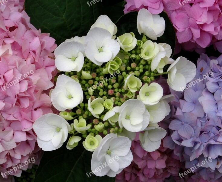 Blossom Bloom Hydrangea Close Up White