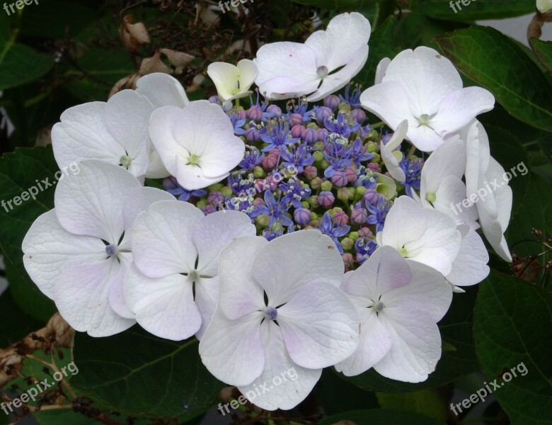 Blossom Bloom Hydrangea Close Up White