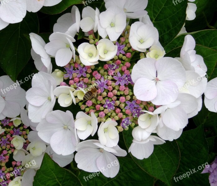 Blossom Bloom Hydrangea Close Up White