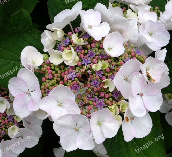 Blossom Bloom Hydrangea Hummel Close Up