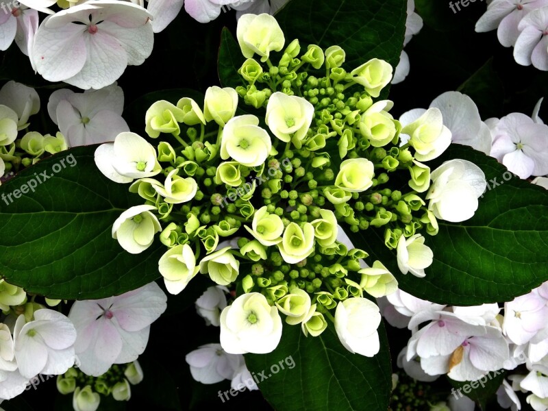 Blossom Bloom Hydrangea Bouquet Close Up