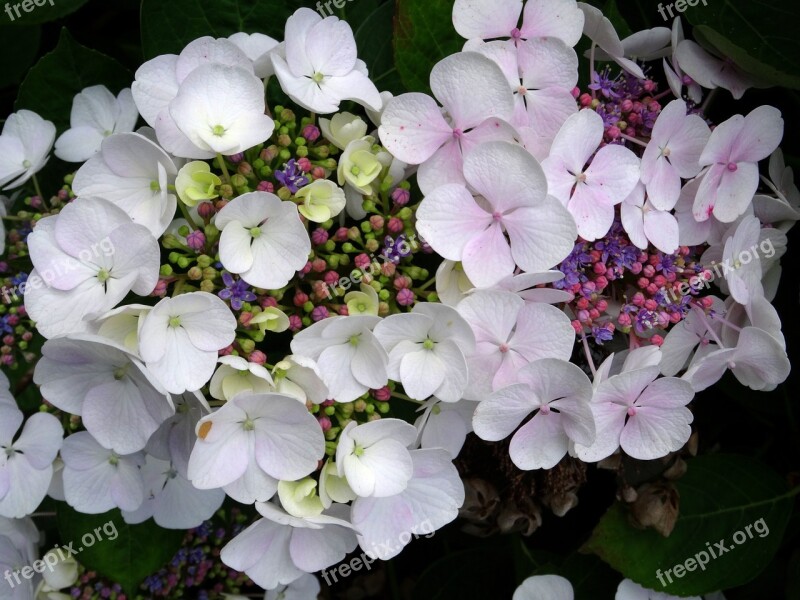 Blossom Bloom Hydrangea Close Up White