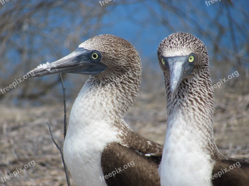 Bobo Birds Birds Couple Tropical Fauna