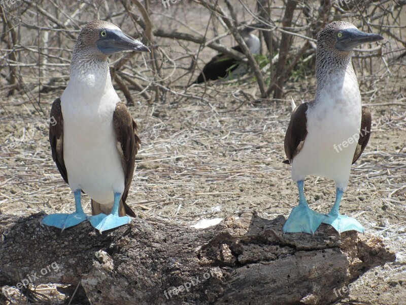 Bobo Birds Birds Couple Tropical Fauna