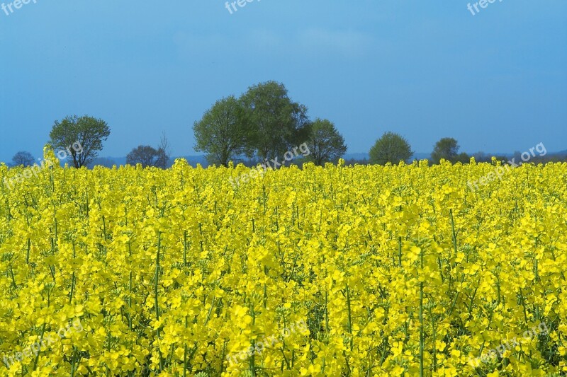 Field Of Rapeseeds Oilseed Rape Rare Plant Field Yellow