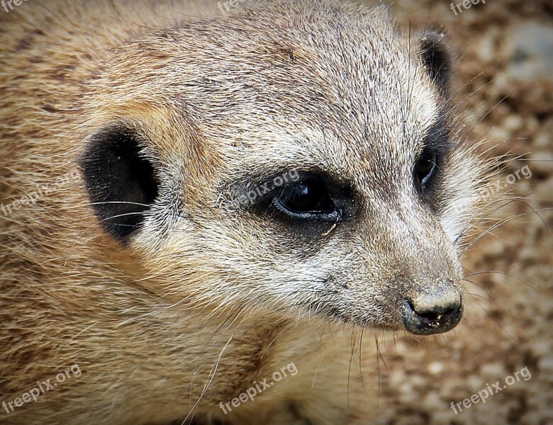 Meerkat Animal Nature Curious Small