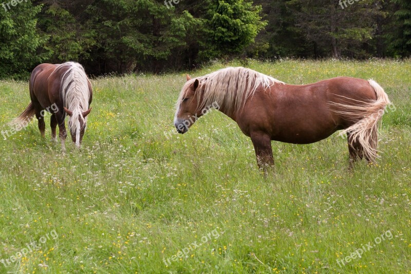 Horse Haflinger Pasture Meadow Graze