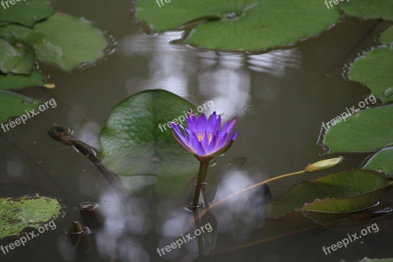 Vietnam Watering The Plants Flower Lily Gun Cotton