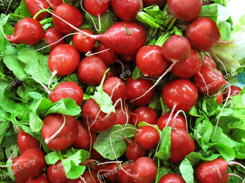 Red Radish Vegetable Salad Free Photos