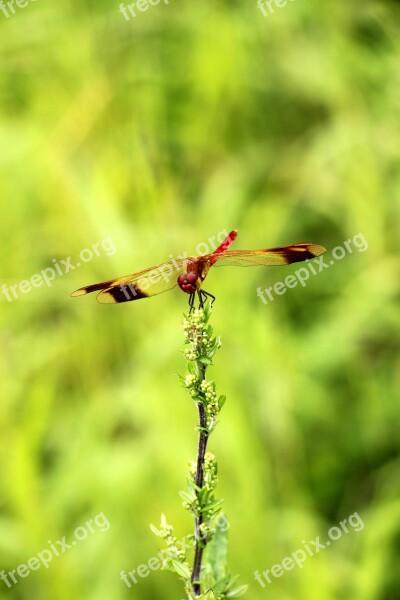 Dragonflies Green Trees Dragonfly Insects