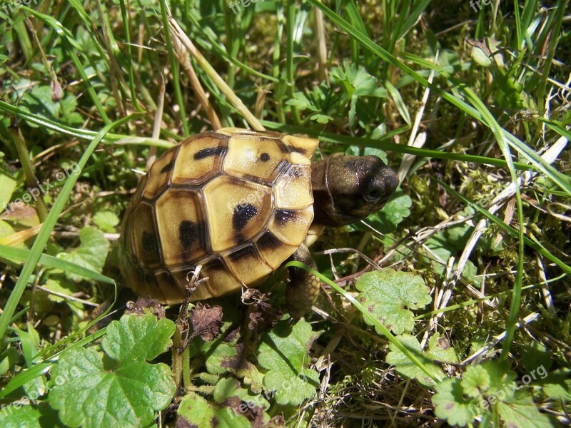 Tortoise Baby Turtle Greek Tortoise Panzer Armored