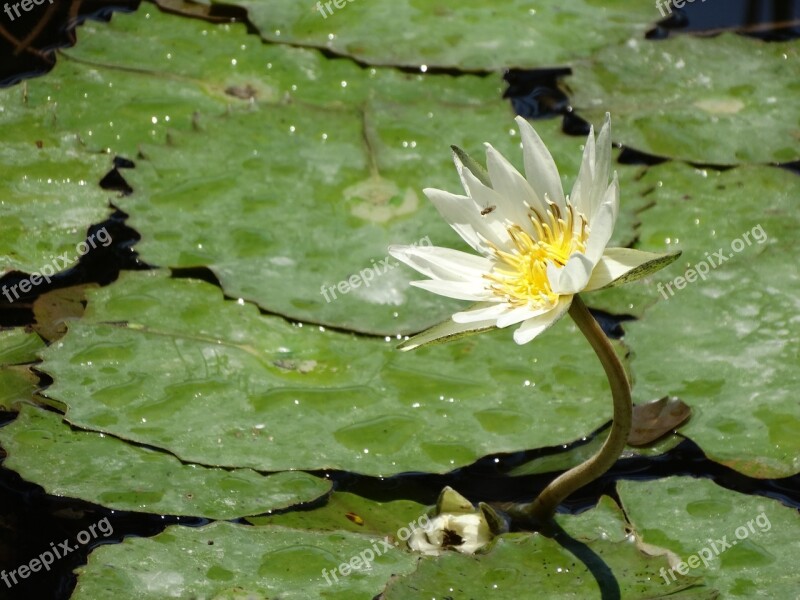 Lily Nature Peaceful Wild Flowers Pond