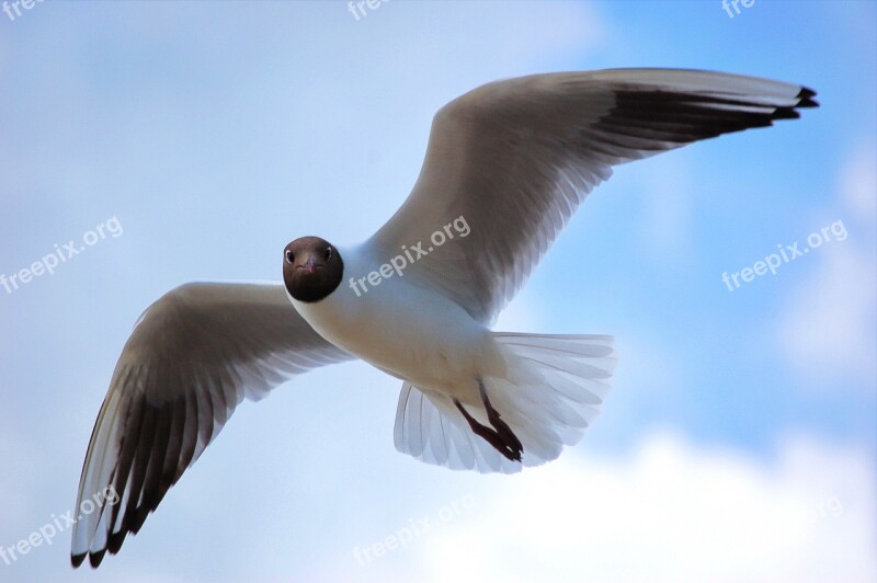 Seagull Black Headed Gull Bird Gull Flying