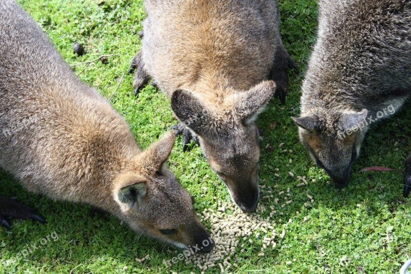 Zoo Wallaby Baby Australia Nature