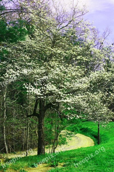 Dogwood Flowers Trees Spring White