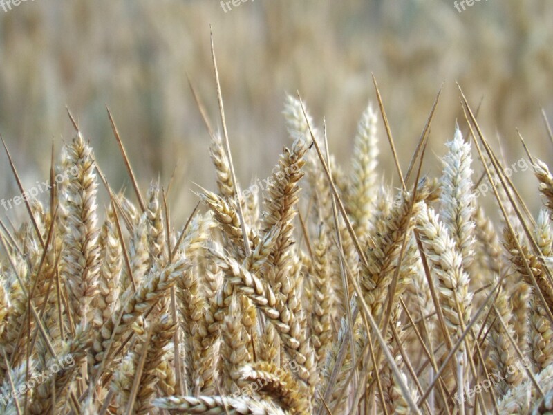 Fields Cereals Spike Harvest Nature