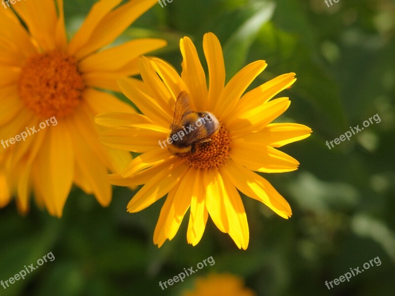 Flowers Flowers Yellow Insects Flower Bed Bumblebee