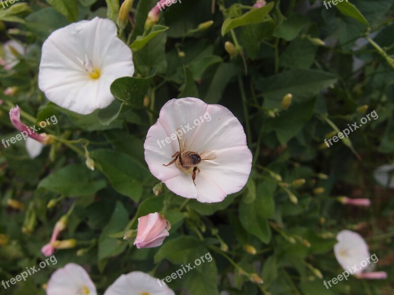 Grass Flowers Summer Berezka Summer Flowers