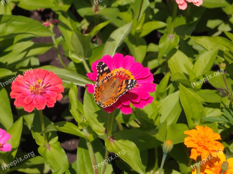 Flowers Garden Flowers Flower Bed Pink Flowers Pink Flower