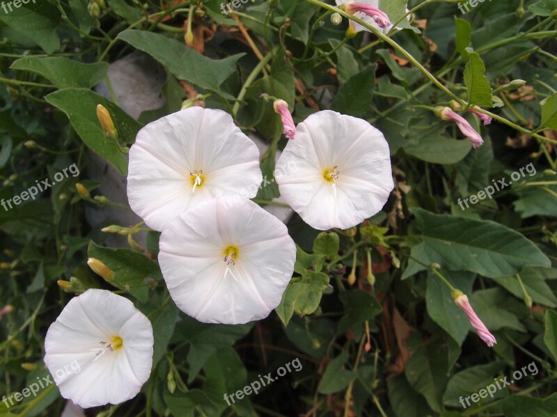 Grass Flowers Summer Berezka Summer Flowers