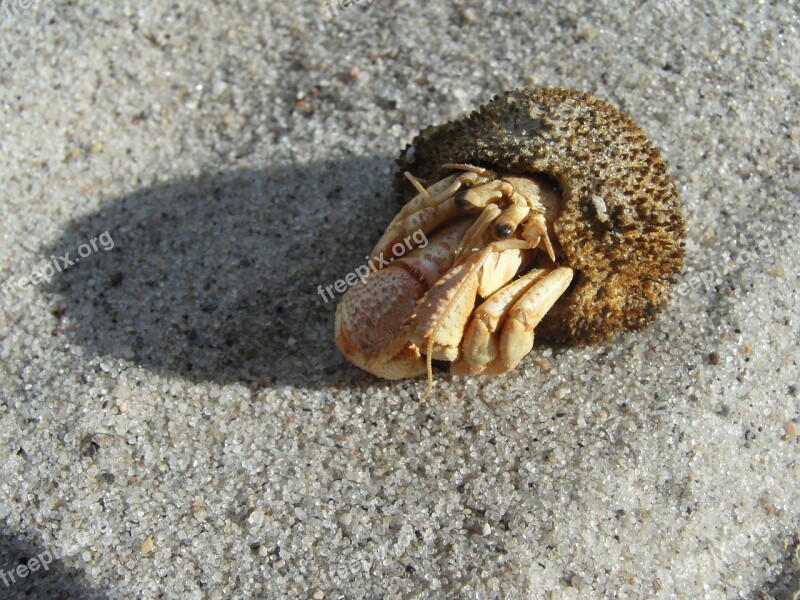 Sand Cancer Hermit Crab Free Photos