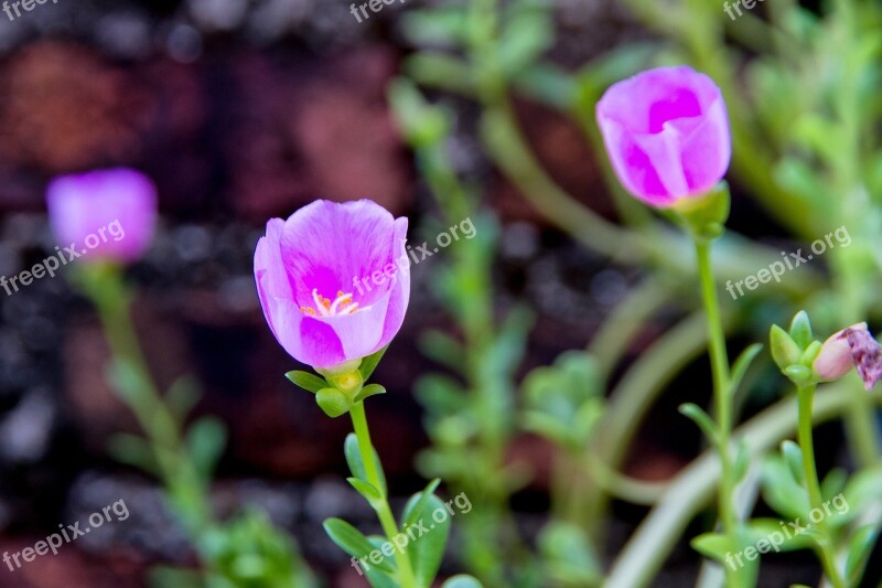 Portulaca Oleracea The Pink Flowers Pink Nature Leaves