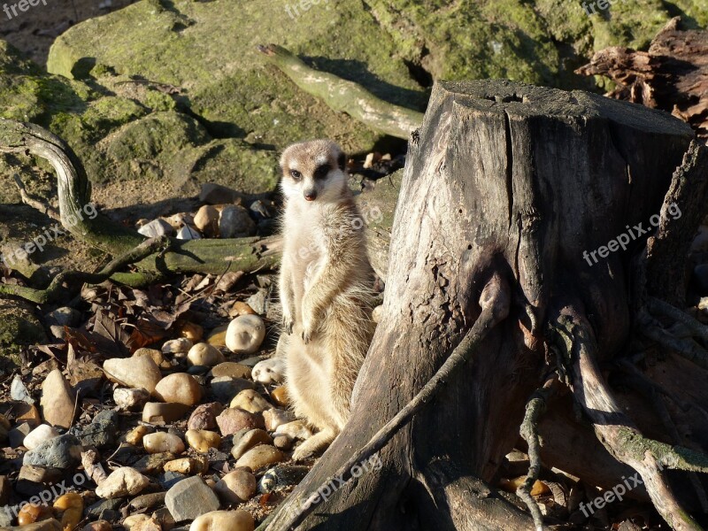 Meerkat Zoo Animals Nature Sit