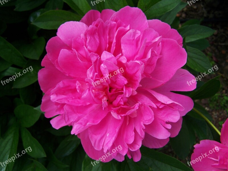 Peony Pink Flower Flower Garden Free Photos