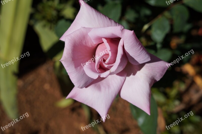 Rosa Flower Lilás Flowers Free Photos