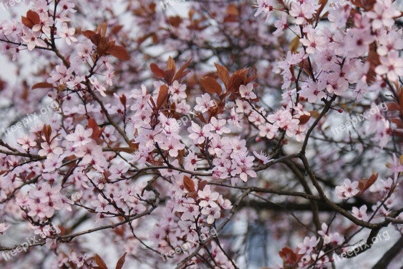 Flowers Cherry Blossom Flourish Free Photos