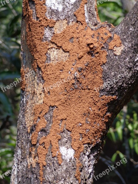 Termite Tree Mound Wood Pest