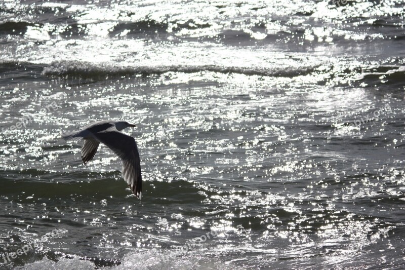 Hiddensee Walk On The Beach Seagull Flying Free Photos