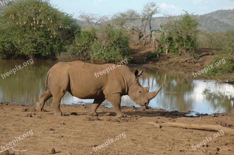 Rhino South Africa Wildlife Reserve Free Photos