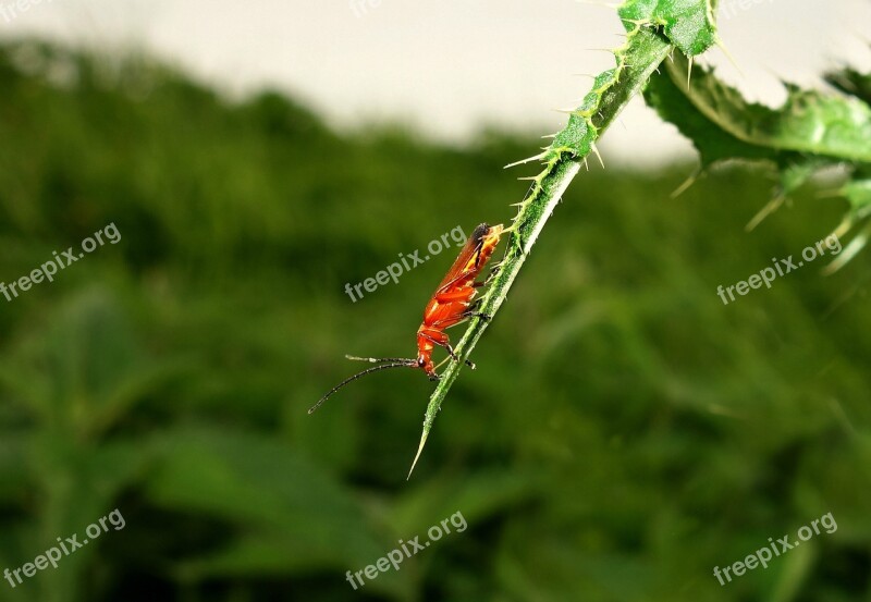 Insect Bug Beetle Entomology Creepy