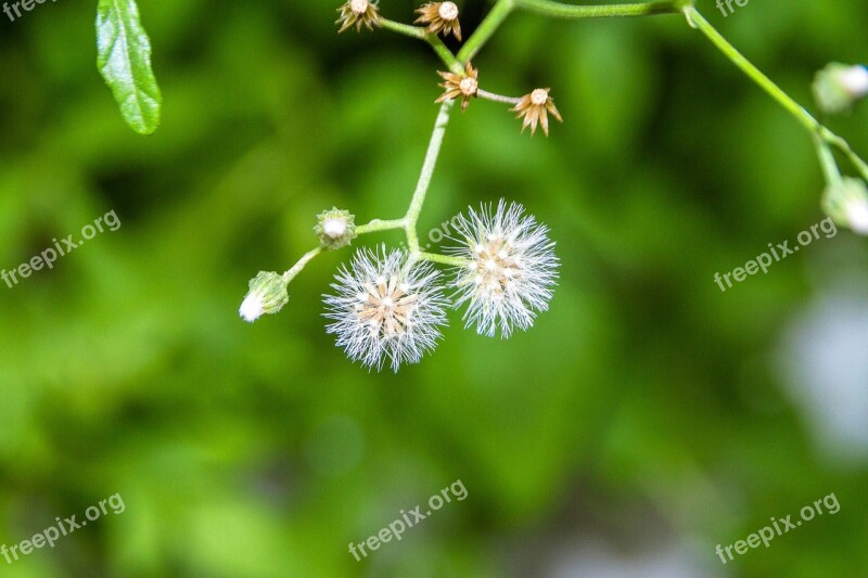 The White Flowers Tassels Fluffy Bloom Close Up