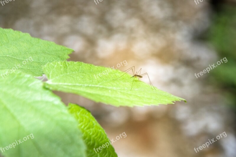 The Mosquito Male Mosquitoes The Mosquito Pants Autumn Leaves Free Photos