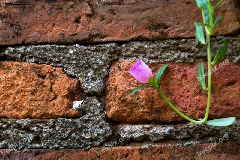 The Pink Flowers Pink Nature The Wall The Bricks