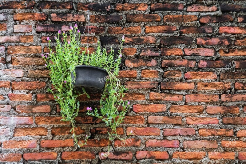 The Pink Flowers Pink Nature The Wall The Bricks