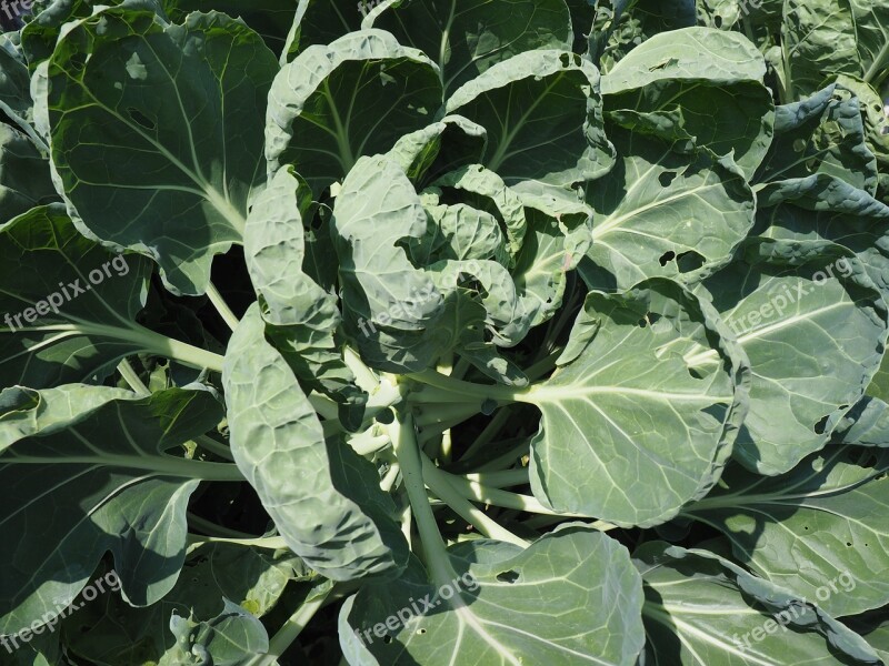 Kohlrabi Garden Bio Fresh Healthy