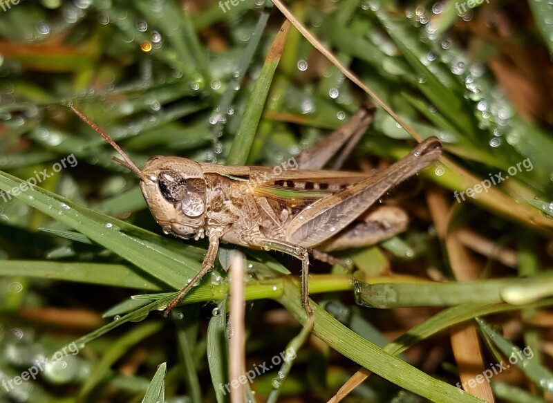 Grasshopper Slant Faced Grasshopper Hopper Insect Close Up