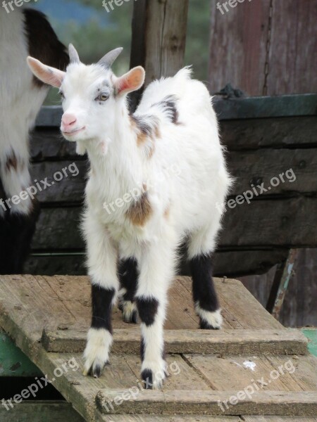 Goat Pillar Young Animal Lamb Billy Goat