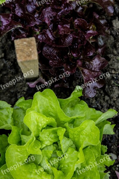 Salad Head Garden Self Catering Cultivation