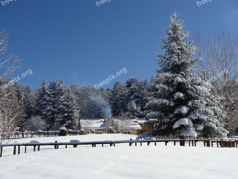 Sila Mountain Snow Calabria Trees